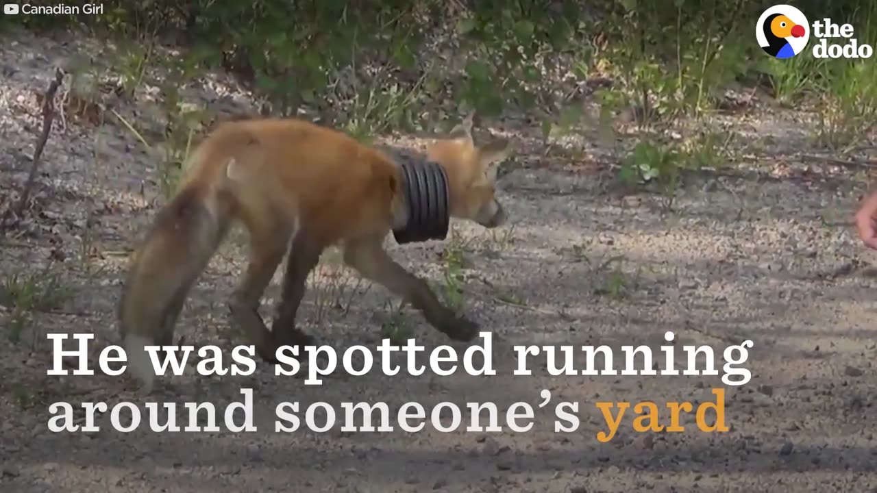 Fox Rescue: Sick Fox With Trash Stuck on Neck Returns To The Wild | The Dodo