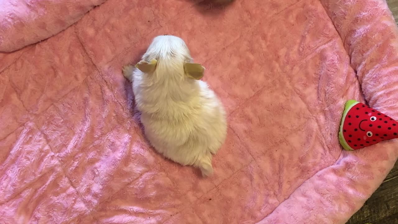 Watch 5 week old chihuahua puppy growl at the end of this video. Available for sale in 3 weeks