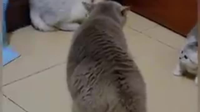Funny Cats