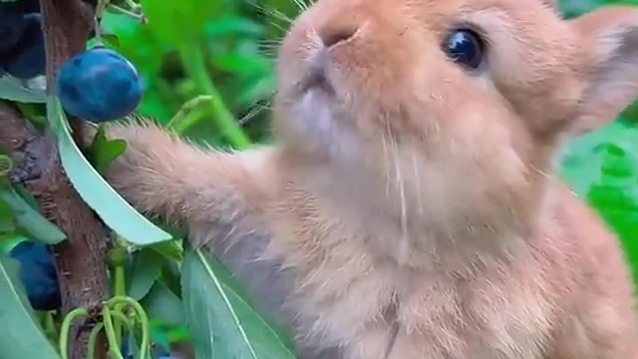 Rabbit eating blueberries