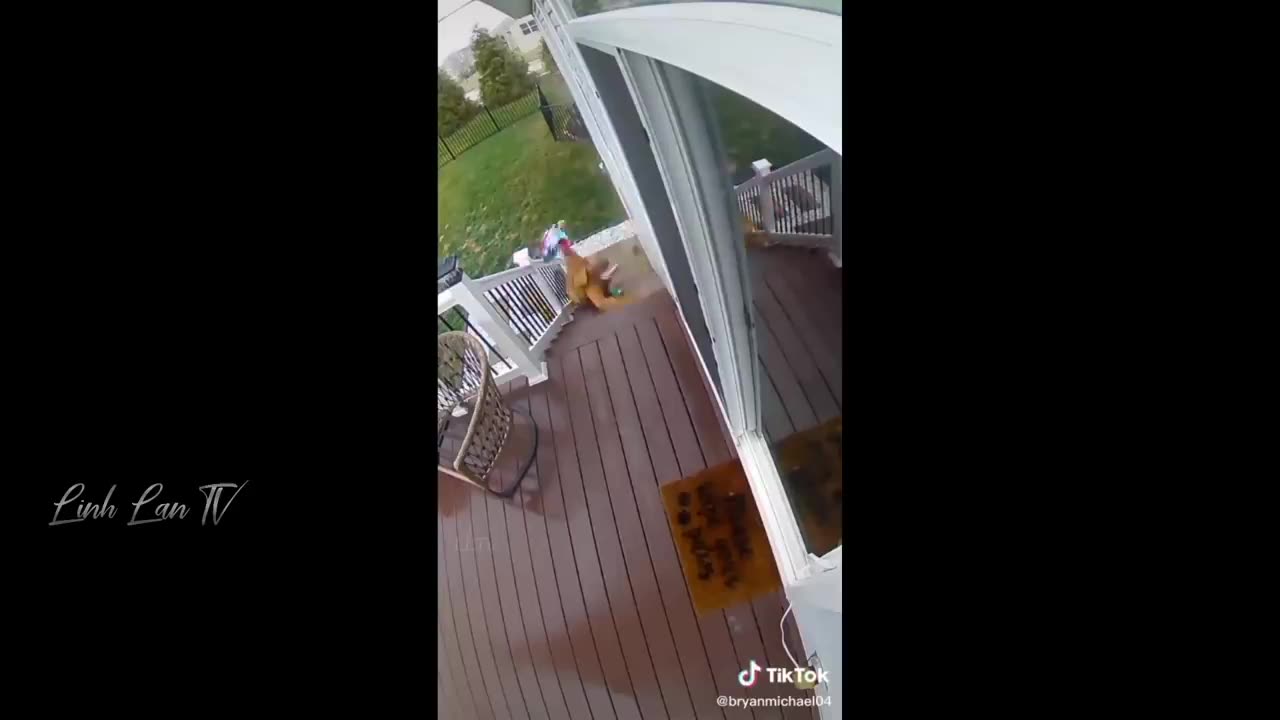 funny videos