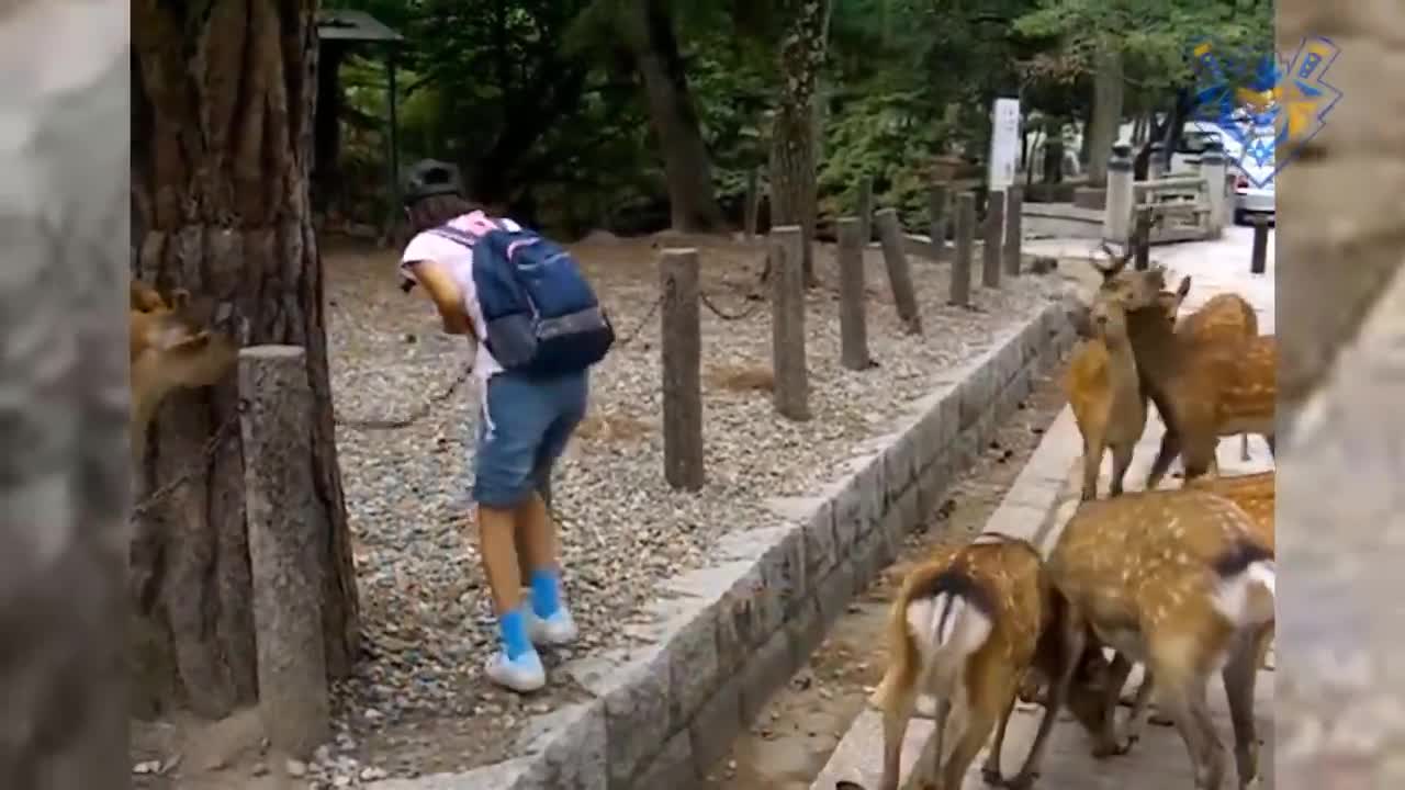 Funny animal attack. 99% try very hard to not laugh.