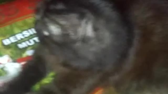 the cat joins in sitting at the guard post