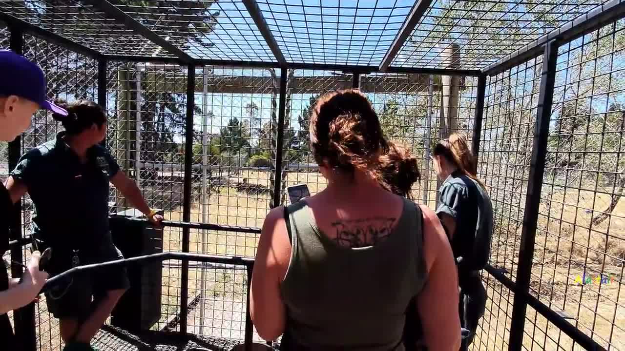 Enjoy Wild life with Lion Encounter, Orana Wildlife Park, Christchurch NZ