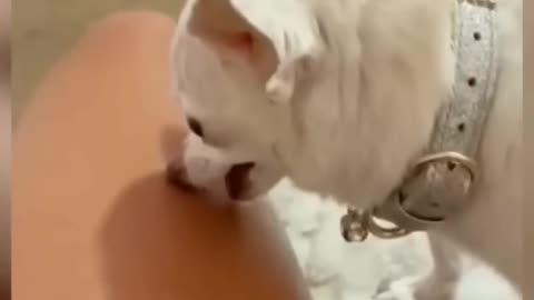 Funny animals🌿
