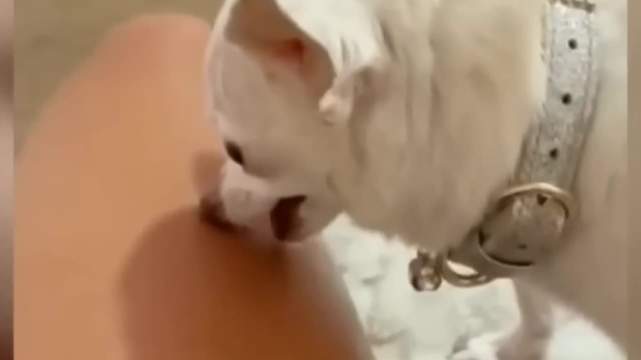 Funny animals🌿