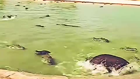 Crocodile attack on pig