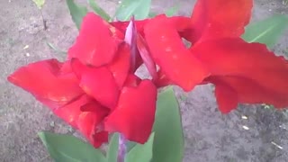 Pretty red canna indica in the park, a very beautiful flower [Nature & Animals]