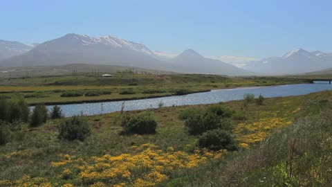 Iceland Eyjafjordur area with yellow flowers c