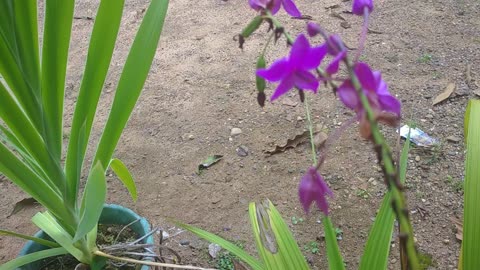 Incredibly beautiful purple orchid flowers