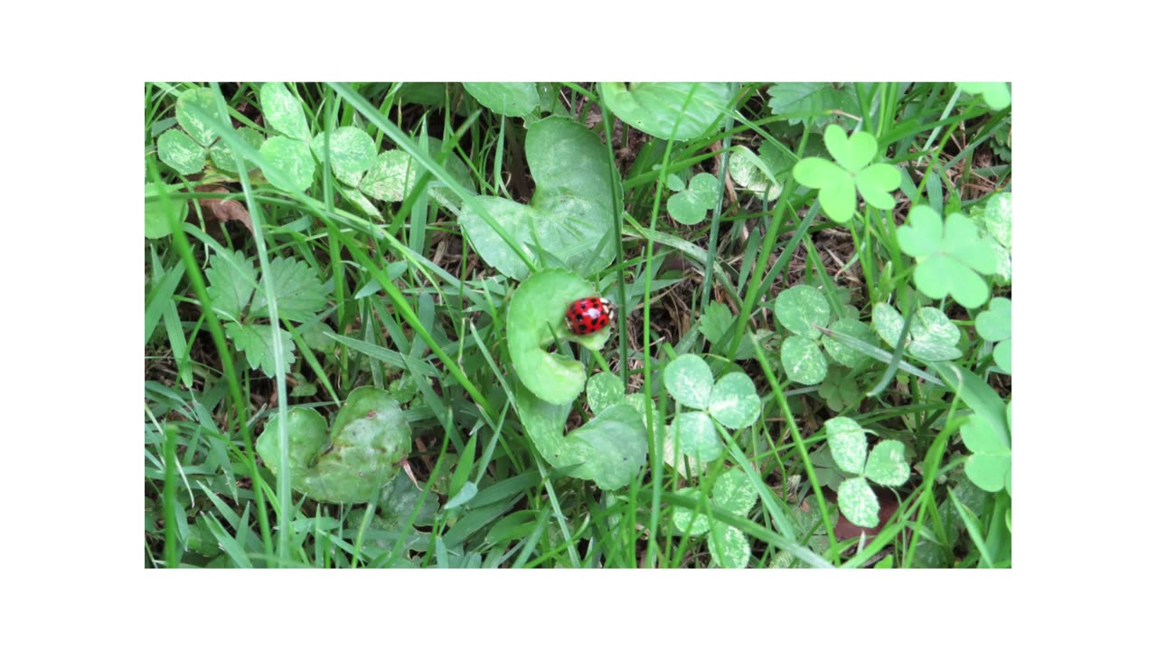 Bugs and Flowers