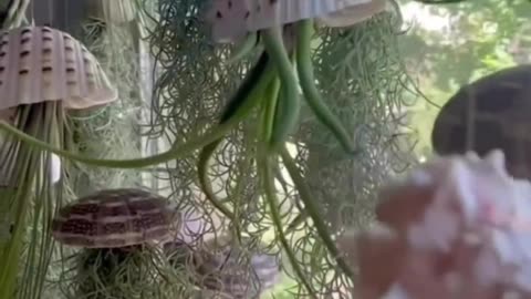 Air plants|| cool looking plants