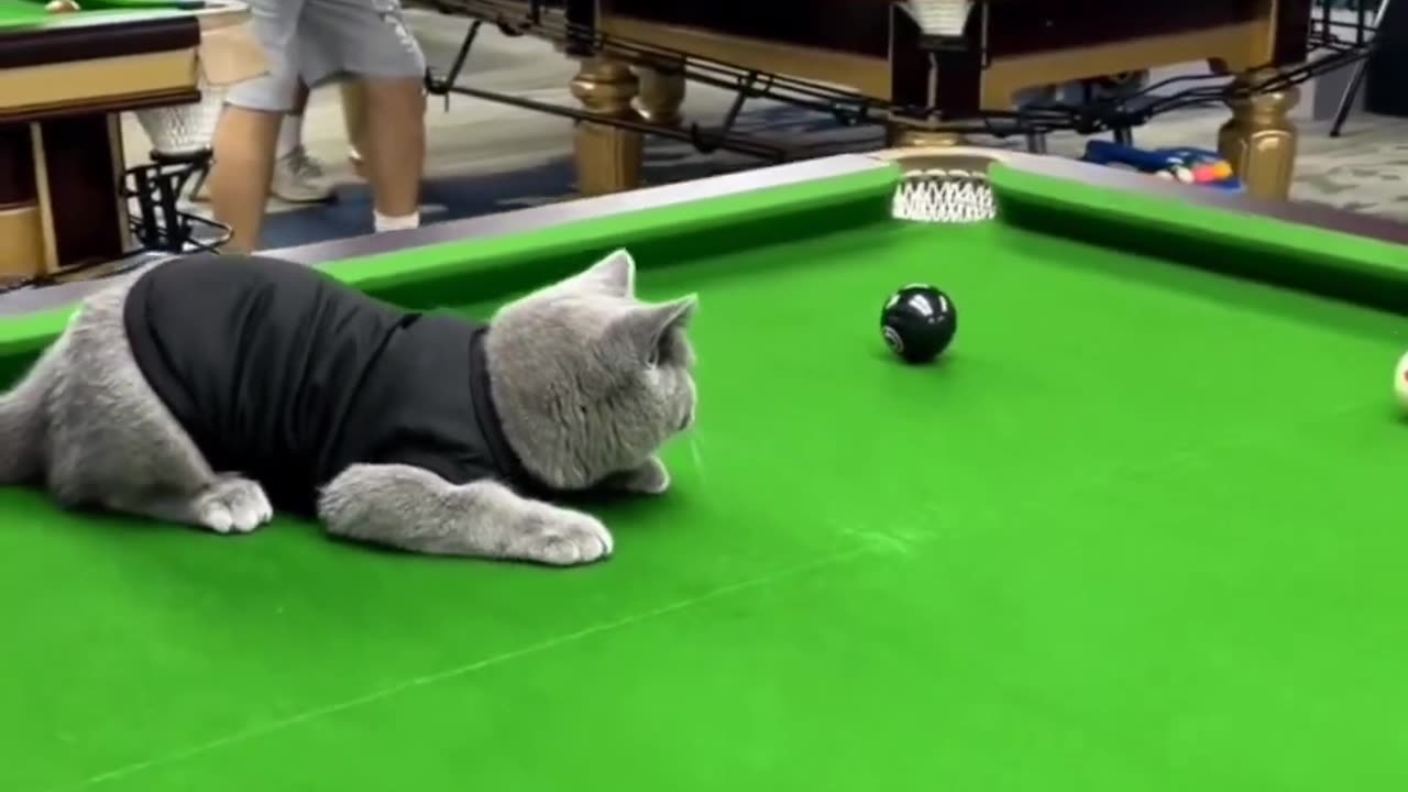 Pool Cat