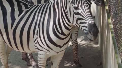 A zebra