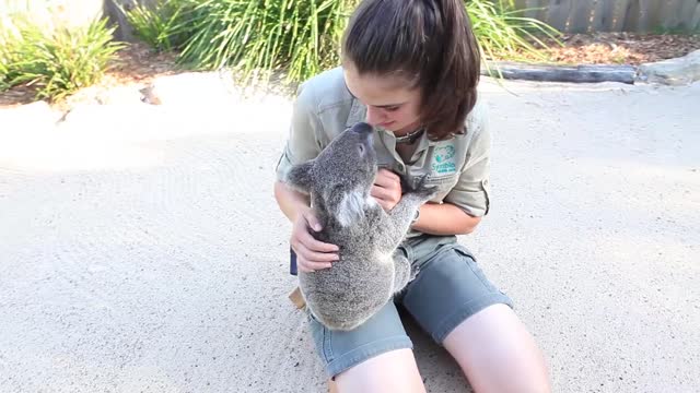 Koala kisses