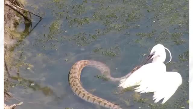 Snake trying to eat a bird