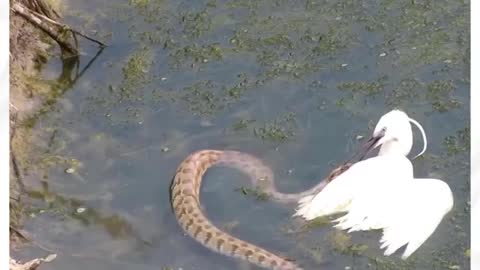 Snake trying to eat a bird