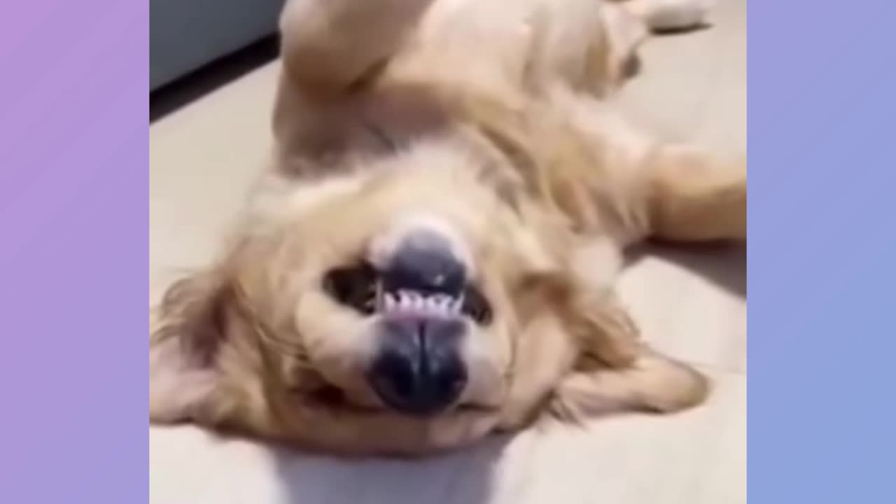 Funny dog 🐕 and cat 🐈 video 🥰