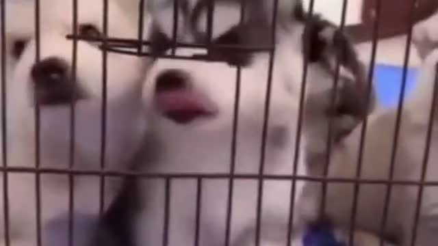 Cute puppies doing the cutest things will melt your heart and make you smile.