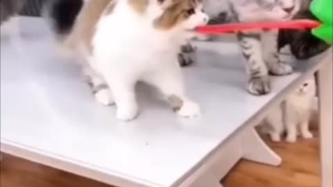 Funny 😂 Video 🤣