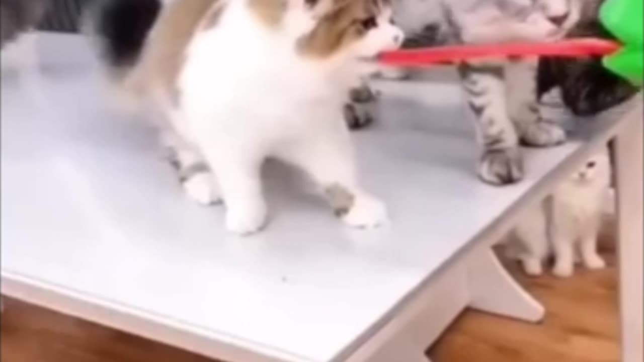 Funny 😂 Video 🤣