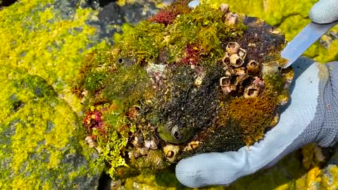 Sea turtle rot because of black cement secreted by barnacles she need to remove barnacles from shell