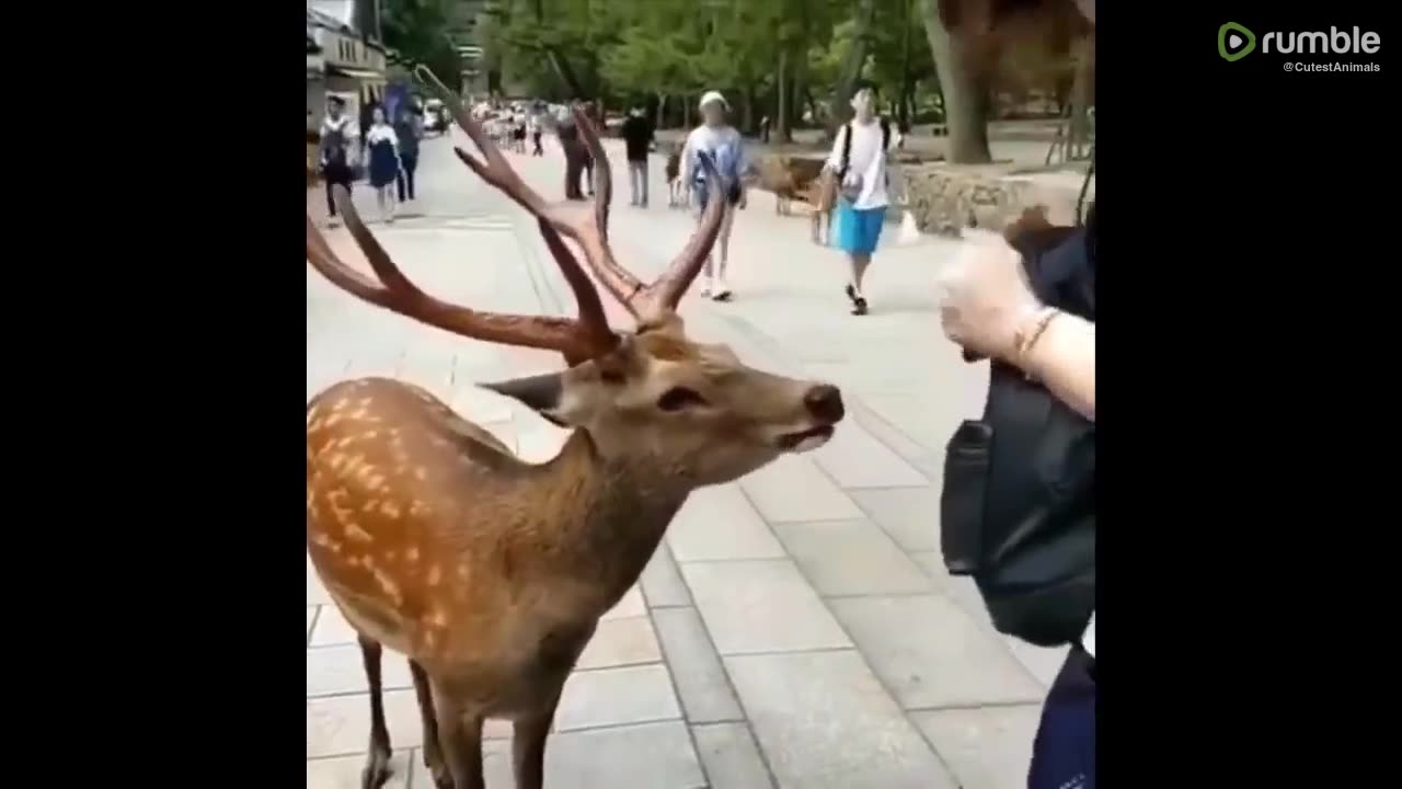 Cute baby animals Videos Compilation cute moment of the animals - Cutest Animals #16