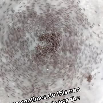This is known as an “ant death spiral”