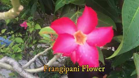 frangipani flowers bloom in the morning