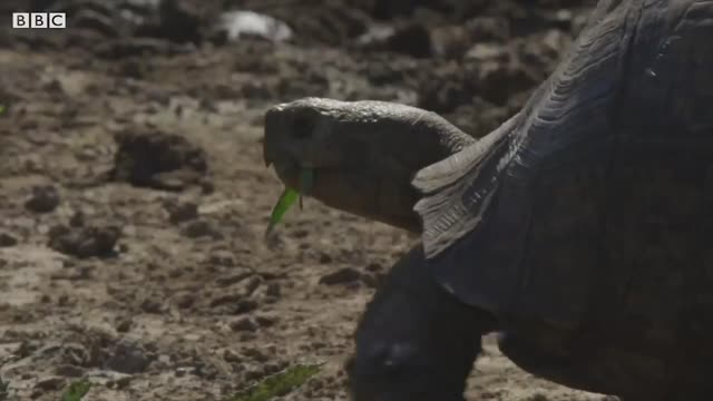 Top 5 Animal Adaptations | BBC Earth