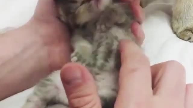 love cat