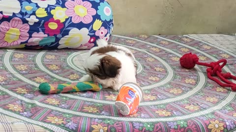 Watch my cute little puppy naughtiness