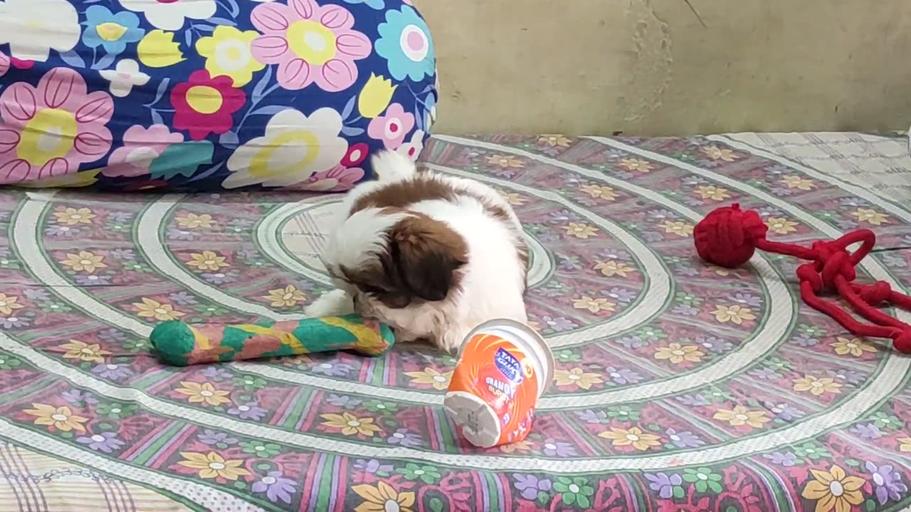 Watch my cute little puppy naughtiness