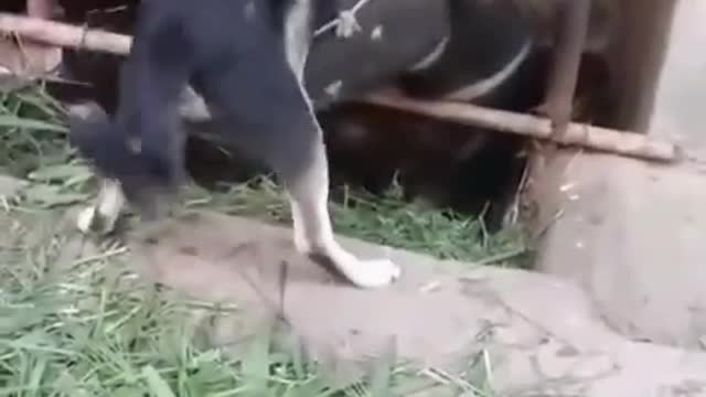 Dogs and cows.