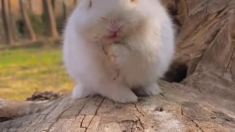 Cute baby animals Videos Compilation cute moment of the animals - Cutest Animals On Earth