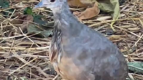 O canto da nambu pé roxo