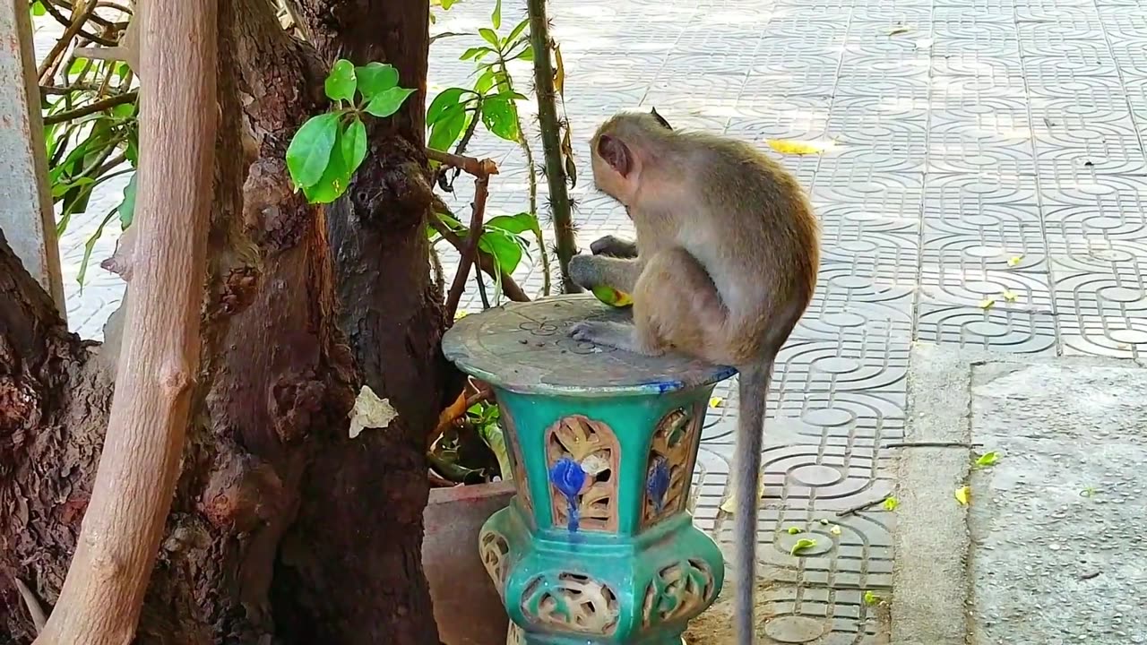 Funny monkey video ...