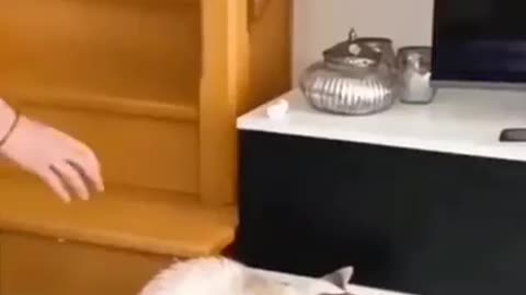 @🐕🐕🙊
