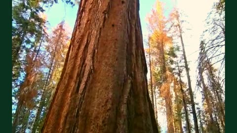 Rooted in the Word