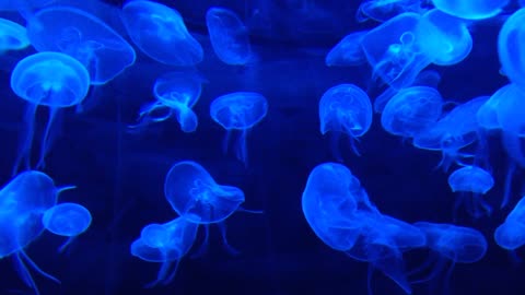 An Amazing Jellyfish