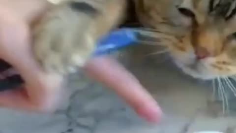 Cat funny video 🤣 #4