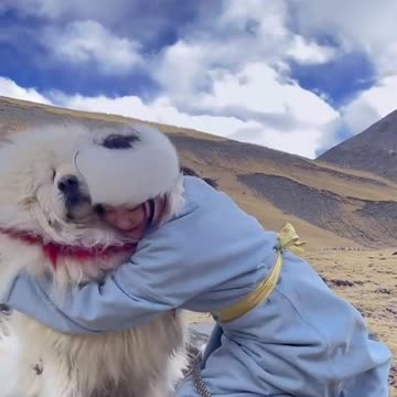 Tibetan Mastiff Brown Dog welcome owner cute girl and loving him