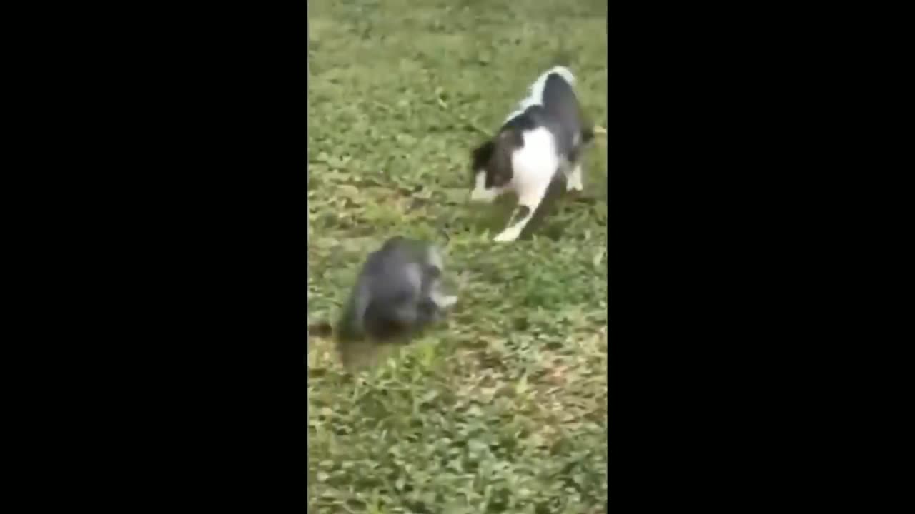Cat and dog funny videos