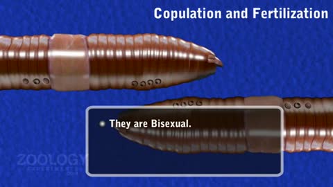 Earthworm- copulation and fertilization_Cut