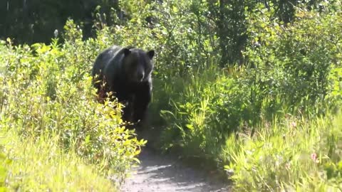 Grizzly Bear Encounter Aug 2016 Montana Glacier National Park