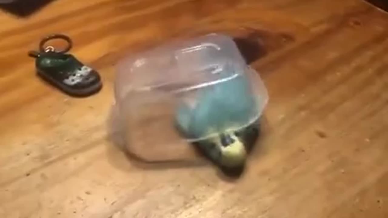 bird is off his rocker- must watch hilarious video.