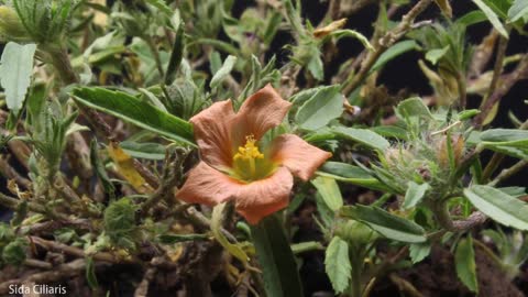 Minutes of Plants Growing Time Lapse Compilation