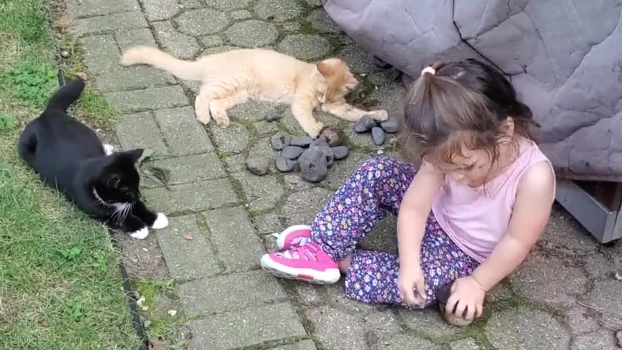 Adorable toddler plays with very intrigued kittens