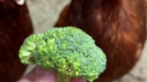 chickens #broccoli #waitforit #haha #funny