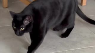 Adopting a Cat from a Shelter Vlog - Cute Precious Piper is a Quality Control Inspector #shorts